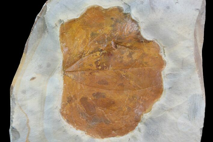 Detailed Fossil Leaf (Zizyphoides) - Montana #75495